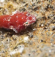 Afbeeldingsresultaten voor "apletodon Pellegrini". Grootte: 178 x 185. Bron: www.biodiversidadcanarias.es