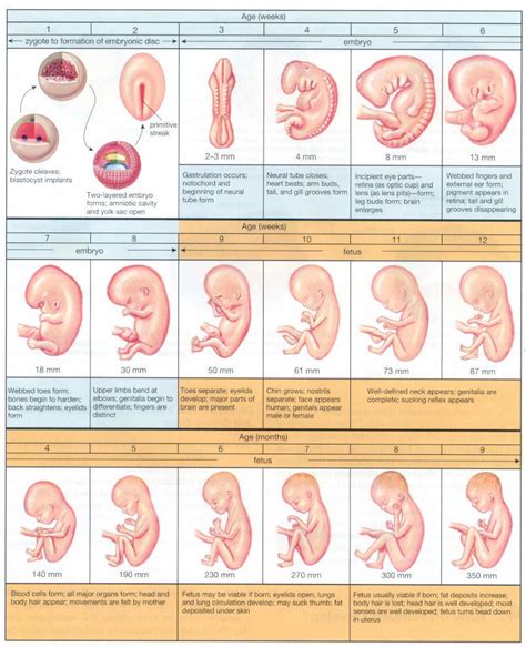 First Trimester Of Pregnancy Keep Vitality