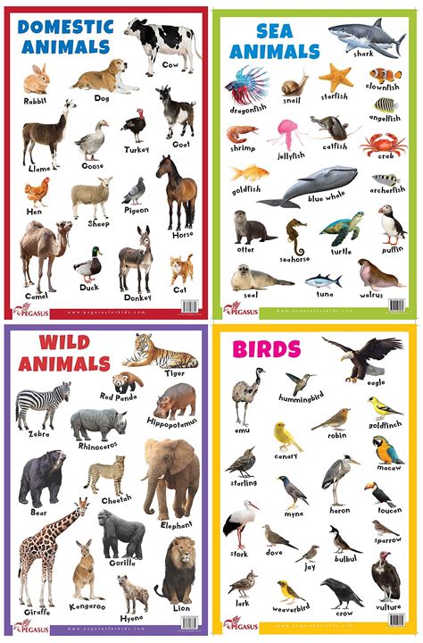 zoo animals chart  kids