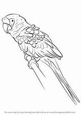 Military Macaw Parrots Step Guacamaya Hummingbird sketch template