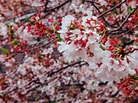 Afbeeldingsresultaten voor Cherry Blossom. Grootte: 138 x 103. Bron: www.rappler.com