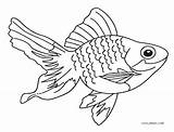 Fisch Saltwater Malvorlagen Getcolorings Colorings Southwestdanceacademy sketch template