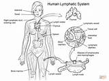 Coloring System Lymphatic Human Pages Body Drawing Anatomy Systems Sheets Organs Printable Endocrine Para Colorear Skeletal Color Print Diagram Worksheets sketch template