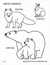 Animals Printable Arctic Polar Coloring Pages Antarctic Firstpalette Color Templates sketch template