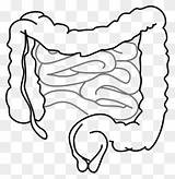 Intestine Digestive Intestinos Colorear Abdominal Pinclipart sketch template