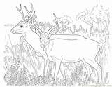 Deer Coloring Pages Printable Kids Hunting Mule Template Print Buck Animal Tailed Doe Animals Fighting Color Realistic Desert Templates Colouring sketch template
