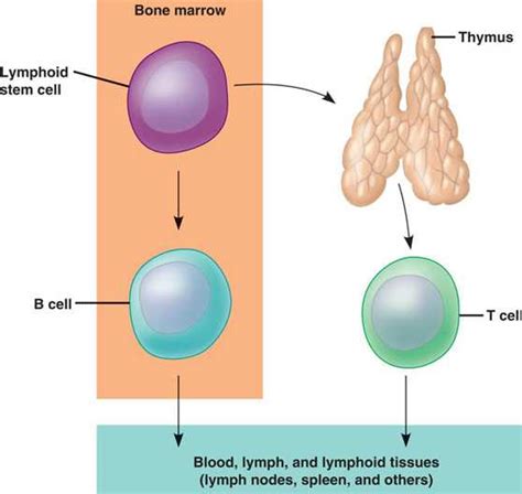 lymphocyteshtml lymphocytedevelopljpg