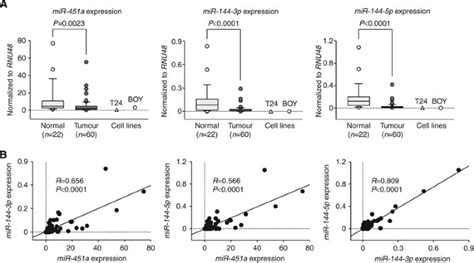 tumour suppressive microrna 144 5p directly targets ccne1 2 as