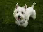 Billedresultat for West Highland White Terrier. størrelse: 140 x 105. Kilde: www.spockthedog.com
