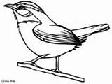 Wren Carolina Coloring Clipart Bird Drawing Pages Drawings Line Colouring Simple Birds Sketches Cartoon South Easy Logo Clipground S1199 Photobucket sketch template