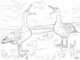 Albatross Coloring Pages Dance Mating Drawing Main Supercoloring Skip Getdrawings Categories sketch template