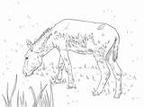 Donkey Asino Mule Printmania sketch template
