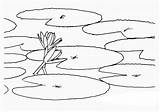 Lily Pad Coloring Draw Water Flower Lotus Closes Goes Under Size Color Kids Colorluna sketch template