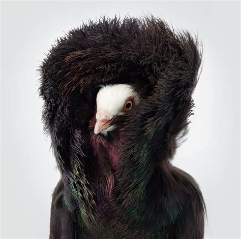 strange  twitter  jacobin pigeon     feathered hood   head