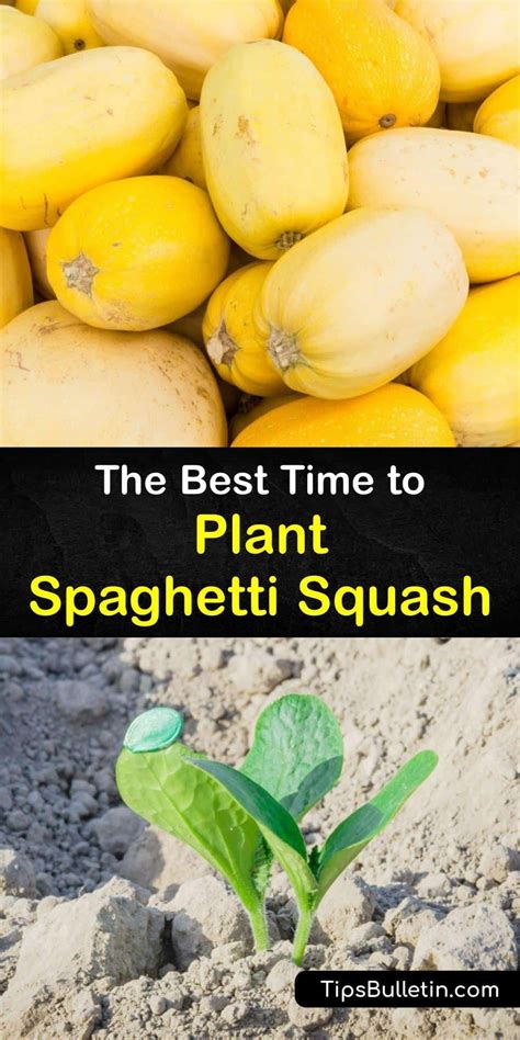 grow spaghetti squash plants  time  planting spaghetti squash