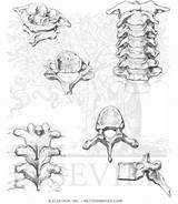 Cervical Vertebrae Thoracic Book Anatomy Pricing Unlabeled sketch template
