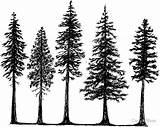 Outline Fir Forest Pines Evergreen Baum Bäume Bosque Skizze Redbubble Tatuaje Zeichnen sketch template