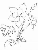 Columbine Flower Drawing Coloring Perennial Template Getdrawings sketch template