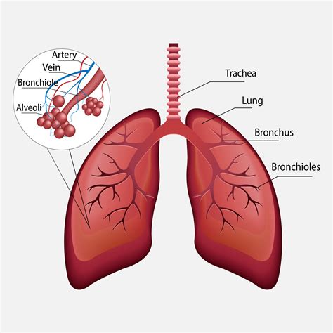 vector human respiratory system lungs alveoli anatomy