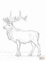 Deer Buck Cervo Stag Reindeer Deers sketch template