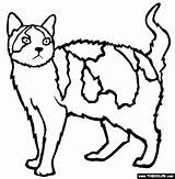 Cat Coloring Pages Cats Color American Colour Thecolor Wirehair Online Clipart Clipartmag Library sketch template