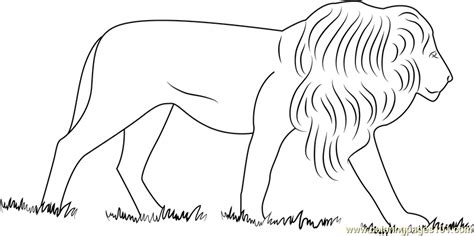 african lion coloring page  kids  lion printable coloring