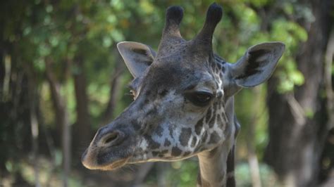 giraffa camelopardalis tippelskirchi zoochat