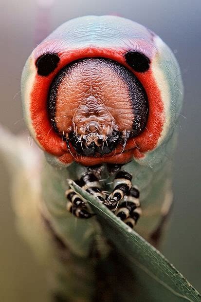 Amazing Bugs Reptiles And Amphibians Photographed By Igor Siwanowicz