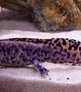 Afbeeldingsresultaten voor Acrocalanus andersoni Familie. Grootte: 164 x 173. Bron: www.axolotl-passion.net