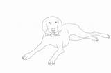 Pointer Shorthaired Shorthair sketch template