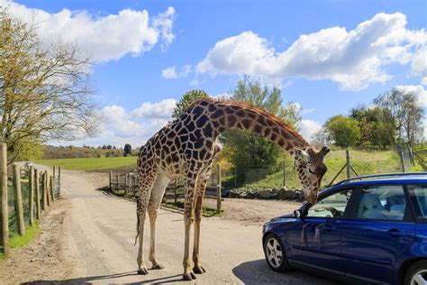 french company looping acquires uks west midland safari park