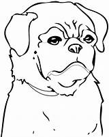 Coloring Pages Pitbull Pug Chinese Man Puppy Nose Blue Template Print Getcolorings Choose Board Printable sketch template