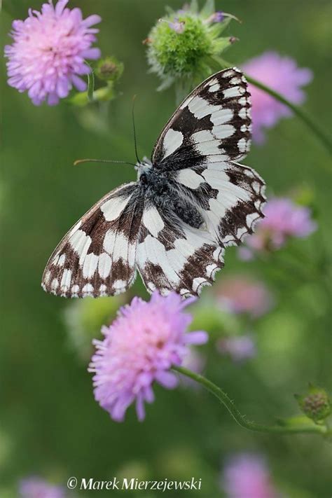 butterfly white butterfly butterfly  butterfly pictures