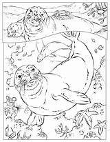 Coloring Pages Animals Ocean Seal Harp National Geographic Kids Sea Monk Animal Hawaiian Seals Printable Color Colouring Getcolorings Popular Coloringhome sketch template