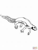 Salamander Newt Tritone Molch Coloringbay sketch template