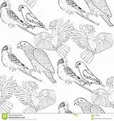 Kakadu Jaco Cuciture Colora Ondulato Pappagallo Designlooter Parrot Lovebird sketch template