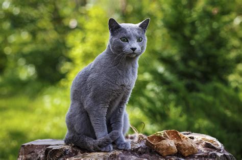 gray cat sitting  top   tree stump