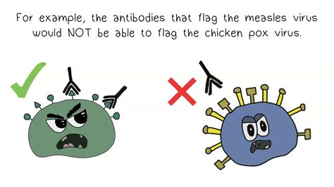 antigens antibodies youtube