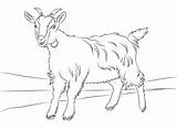 Goat Coloring Pages Cute Goats Printable Billy Kids Drawing Color Clipart Animals Animal Crafts Para Boer Colorear Farm Pintar Cartoons sketch template