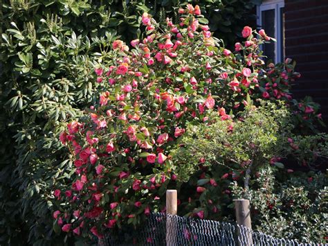 japanische kamelie rosa camellia japonica rosa baumschule horstmann