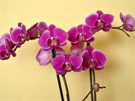 care   orchid flower