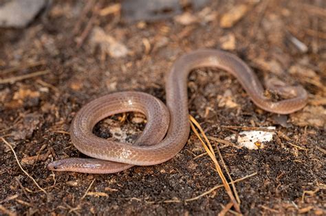 eastern worm snake south carolina partners  amphibian  reptile
