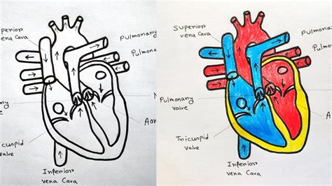draw human heart  colour human heart labelled diagram