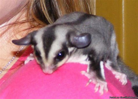 daily bonnie combs sugar glider cost uk