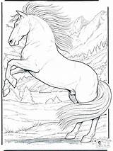 Coloring Horse Pages Wild Detailed Printable Horses Herd Getcolorings sketch template