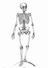 Skeleton Coloring Pages Easy Printable Skelett Kids Bones Print Anatomy Skeletons Squelette Template Malvorlage Sketch sketch template