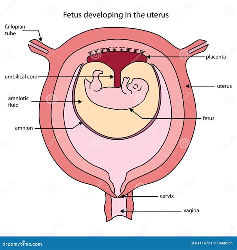 fully labeled diagram  fetus developing   uterus stock vector