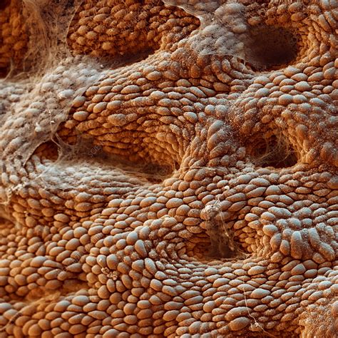 stomach lining sem stock image p science photo library