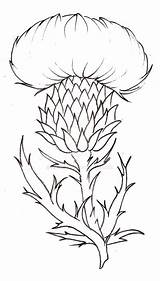 Thistle Flower Drawing Scottish Tattoo Coloring Pages Simple Drawings Metacharis Scotland Scotch National Flowers Thistles Line Deviantart Template Sketch Plant sketch template