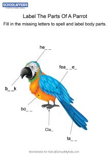 labeling  parts   parrot parrot body parts fill   blanks worksheet  kindergarten